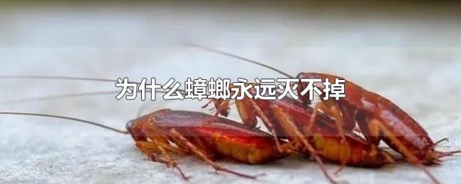为什么蟑螂永远灭不掉 为什么蟑螂永远灭不掉