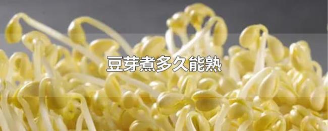 豆芽煮多久能熟