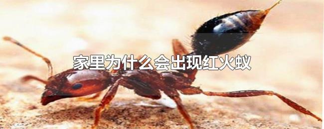 家里为什么会出现红火蚁 家里为什么会出现红火蚁