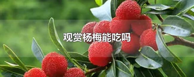 观赏杨梅能吃吗 观赏杨梅能吃吗