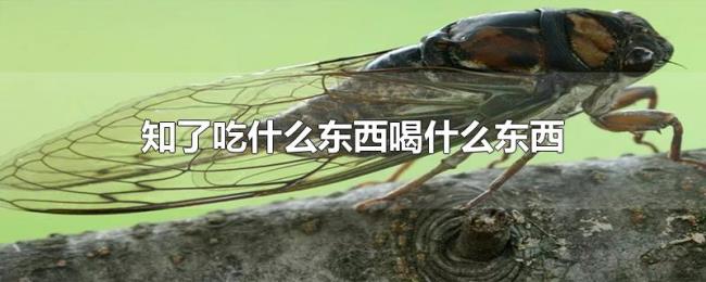 知了吃什么东西喝什么东西