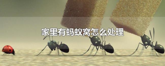 家里有蚂蚁窝怎么处理 家里有蚂蚁窝怎么处理