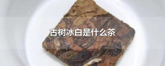 古树冰白是什么茶