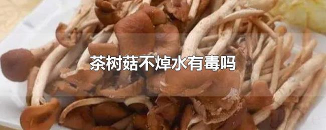 茶树菇不焯水有毒吗