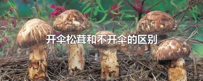 开伞松茸和不开伞的区别