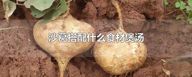 沙葛搭配什么食材煲汤