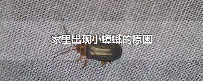 家里出现小蟑螂的原因