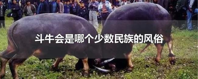 斗牛会是哪个少数民族的风俗