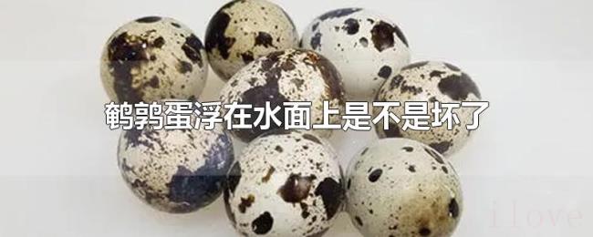 鹌鹑蛋浮在水面上是不是坏了