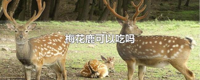 梅花鹿可以吃吗 梅花鹿可以吃吗