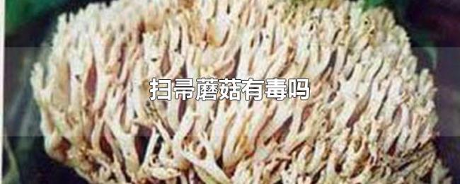 扫帚蘑菇有毒吗 扫帚蘑菇有毒吗
