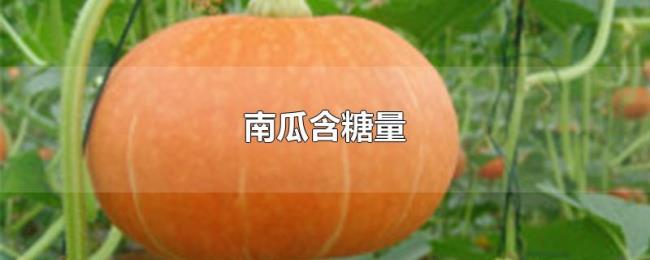 南瓜含糖量