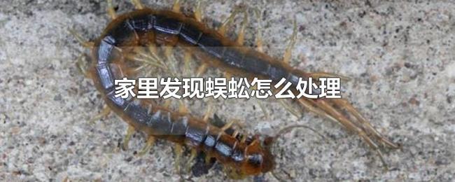 家里发现蜈蚣怎么处理 家里发现蜈蚣怎么处理
