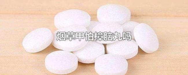 烟草甲怕樟脑丸吗