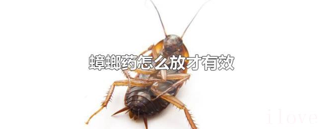 蟑螂药怎么放才有效
