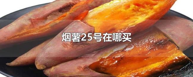 烟薯25号在哪买 烟薯25号在哪买