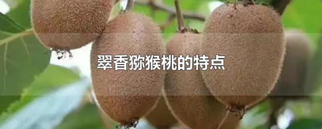 翠香猕猴桃的特点 翠香猕猴桃的特点