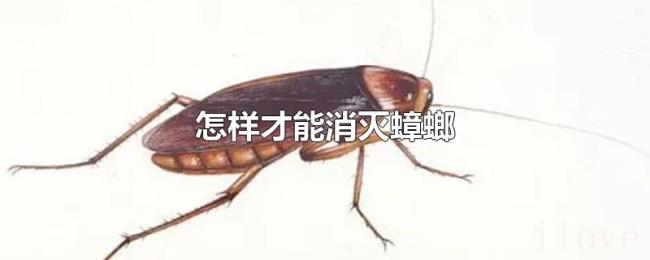 怎样才能消灭蟑螂 怎样才能消灭蟑螂