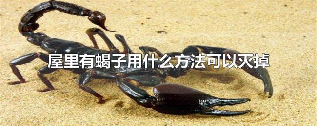 屋里有蝎子用什么方法可以灭掉 屋里有蝎子用什么方法可以灭掉