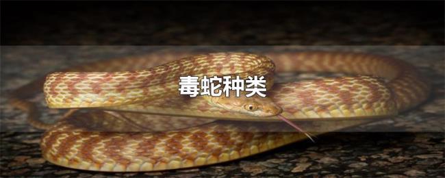毒蛇种类