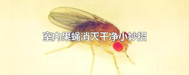 室内果蝇消灭干净小妙招 室内果蝇消灭干净小妙招