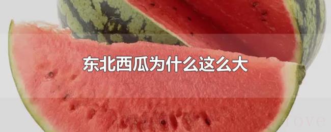 东北西瓜为什么这么大 东北西瓜为什么这么大