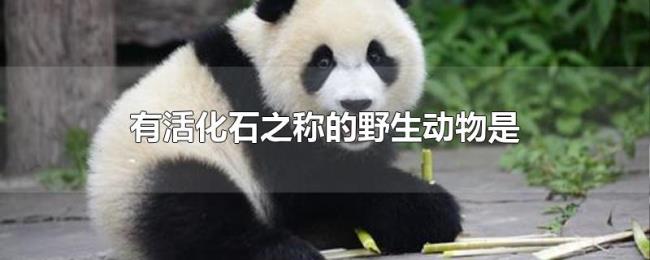 有活化石之称的野生动物是 有活化石之称的野生动物是