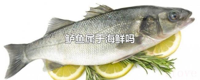 鲈鱼属于海鲜吗 鲈鱼属于海鲜吗