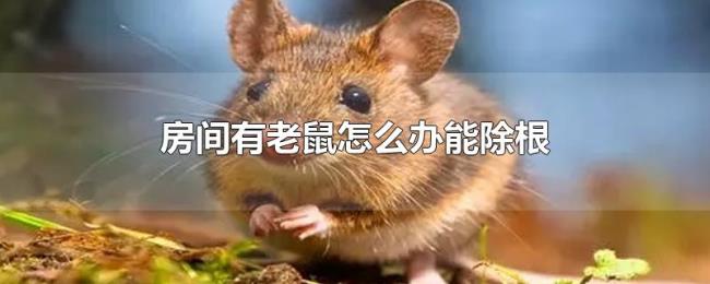 房间有老鼠怎么办能除根