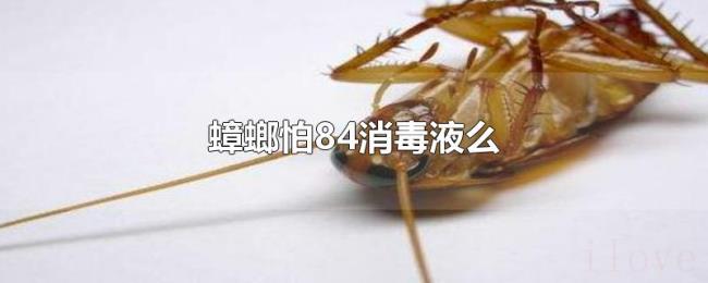 蟑螂怕84消毒液么 蟑螂怕84消毒液么