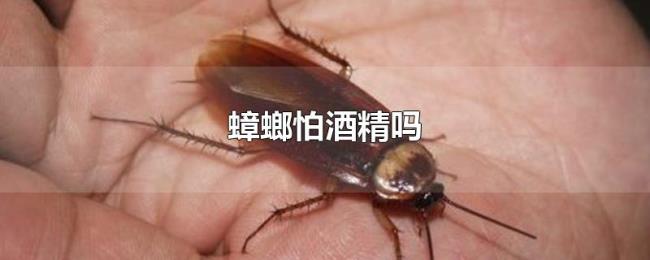 蟑螂怕酒精吗 蟑螂怕酒精吗