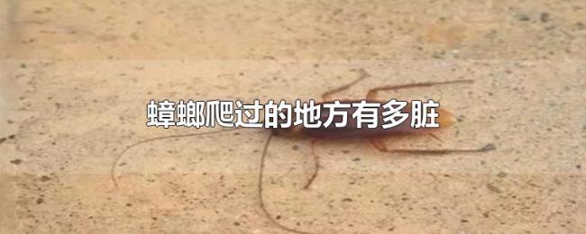 蟑螂爬过的地方有多脏 蟑螂爬过的地方有多脏