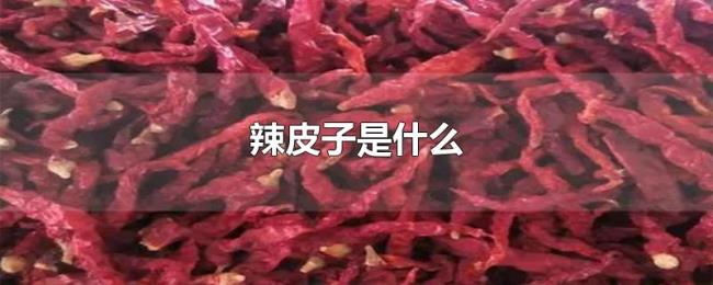 辣皮子是什么 辣皮子是什么