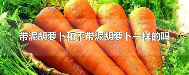 带泥胡萝卜和不带泥胡萝卜一样的吗 带泥胡萝卜和不带泥胡萝卜一样的吗