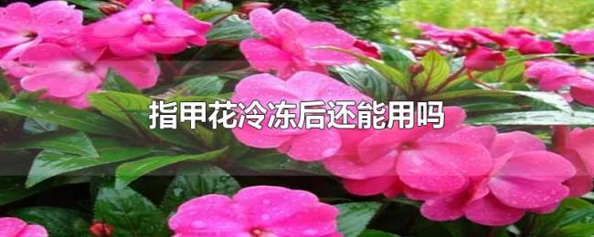 指甲花冷冻后还能用吗 指甲花冷冻后还能用吗