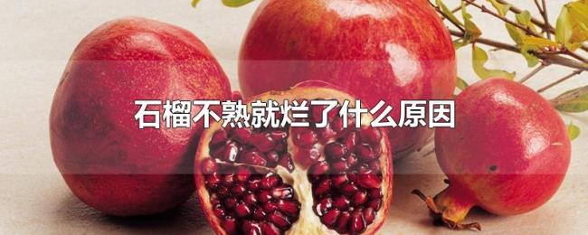石榴不熟就烂了什么原因 石榴不熟就烂了什么原因