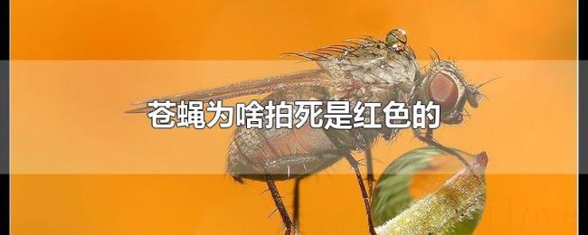 苍蝇为啥拍死是红色的 苍蝇为啥拍死是红色的
