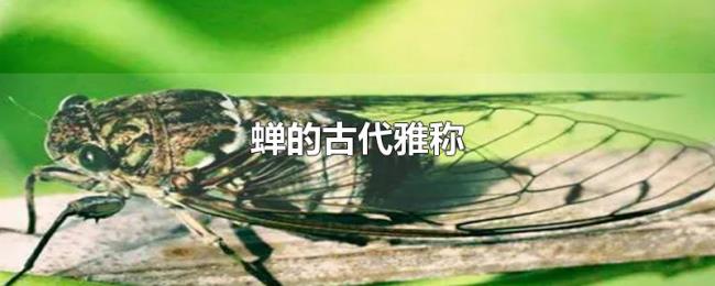 蝉的古代雅称 蝉的古代雅称