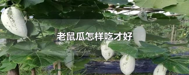 老鼠瓜怎样吃才好 老鼠瓜怎样吃才好
