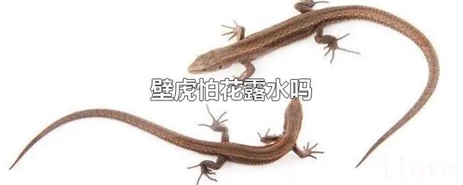 壁虎怕花露水吗