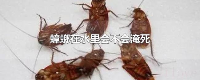 蟑螂在水里会不会淹死 蟑螂在水里会不会淹死