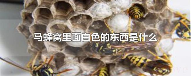 马蜂窝里面白色的东西是什么 马蜂窝里面白色的东西是什么