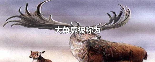 大角鹿被称为 大角鹿被称为