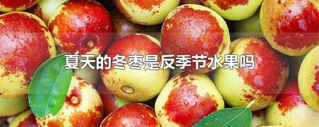 夏天的冬枣是反季节水果吗 夏天的冬枣是反季节水果吗