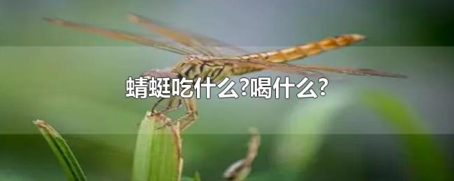 蜻蜓吃什么?喝什么?