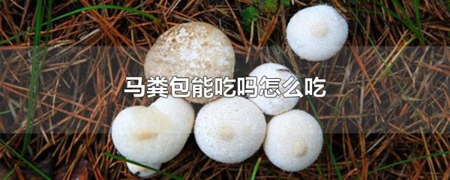 马粪包能吃吗怎么吃