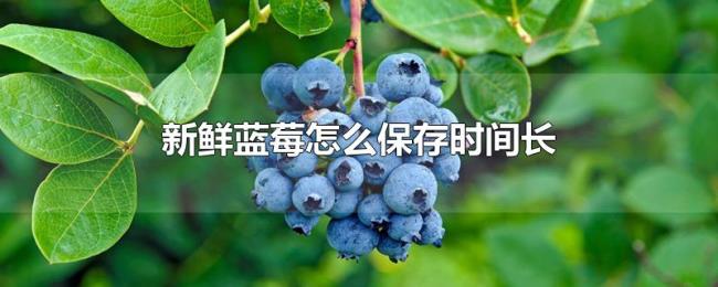 新鲜蓝莓怎么保存时间长