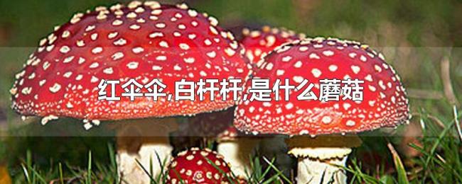 红伞伞,白杆杆,是什么蘑菇 红伞伞,白杆杆,是什么蘑菇