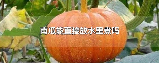 南瓜能直接放水里煮吗 南瓜能直接放水里煮吗