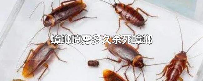蟑螂喷雾多久杀死蟑螂 蟑螂喷雾多久杀死蟑螂